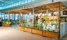 毛里求斯-西沃萨古尔·拉姆古兰爵士国际机场Green is Better Mauritius 